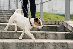 点击来源直接获取大图文件 |杰克罗素梗犬在公园散步