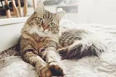 点击来源直接获取大图文件 |美丽的虎斑猫躺在床上，在柔和的晨光中用绿色眼睛认真地看着。毛茸茸的缅因库恩猫带着有趣的情绪在白色时尚的房间里休息。猫的肖像