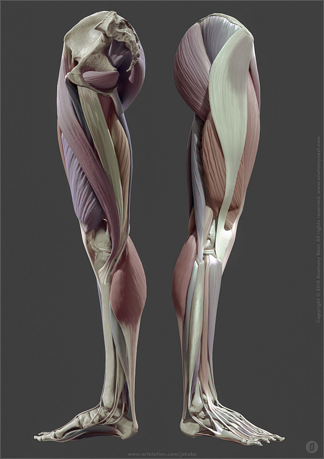 Leg anatomy, Jekabs ...