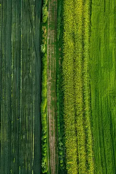 青小麦小满节气摄影图
