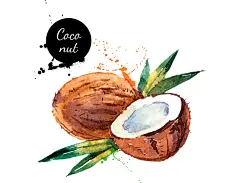 手绘水彩椰子矢量素材