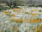 An impressionistic desert garden - lots of places like this on the hillsides; so beautiful.