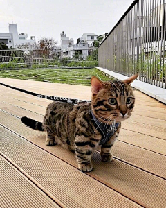 垂死海鸥采集到猫