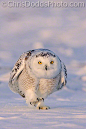Photograph Snowy Owl WALK THIS WAY by Christopher Dodds on 500px