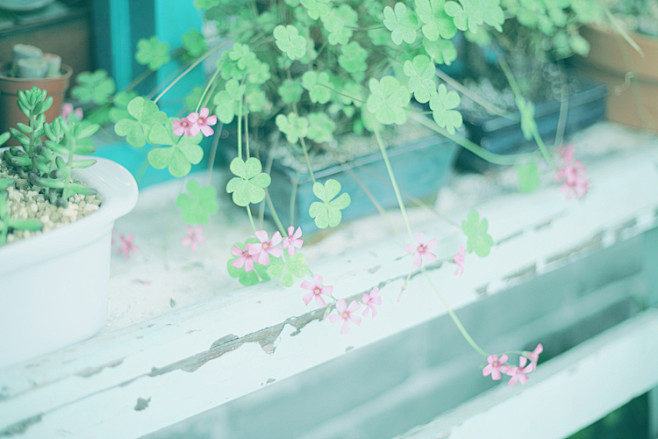 花的季节。
--- © 虎克Hook［P...