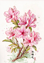 杜鹃花