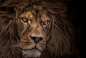 Lion predator wallpaper | 1920x1303 | 166545 | WallpaperUP