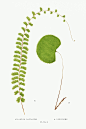 爱德华·约瑟夫·洛《蕨类植物》