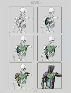 阿曜曜采集到◆骨架肌肉結構－軀幹