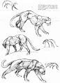 #动物结构# 大型猫科动物的结构~老虎/狮子（图片均来自网络收集）