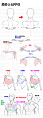 【胸、肩周围画法及注意点 合集】推特上 漫画素材工房 更新了新的教程，详细总结了在绘画时，对胸、肩以及周围部位的画法以及注意点，图示十分细致，快码起来吧！ ​​​​