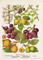 Plum Varieties Fruit Print Botanical Illustration by AgedPage, $10.00
