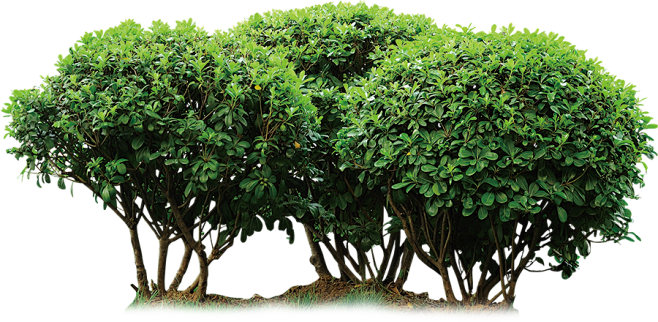 植物
