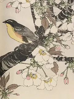 资料公开——一本被民国大家秘不示人的写生花鸟宝典