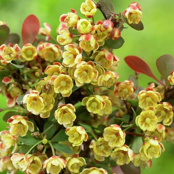 10月8日 紫叶小檗的花