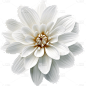 白色花朵11