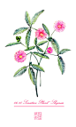 #365 Days Birthday Flowers#06.15 生日花：含羞草（Sensitive Plant）花语：含羞（Shyness）-三木焱圭（吴公子）__涂鸦王国插画