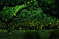 THE LAST DANCE OF MIDSUMMER