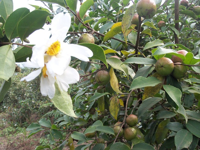        野生山茶籽树挂满了山茶果。...