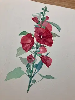 水彩--蜀葵 - 高清图片，堆糖，美图壁纸兴趣社区
