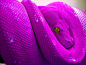 Pretty Python: 