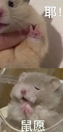 鼠鼠表情包