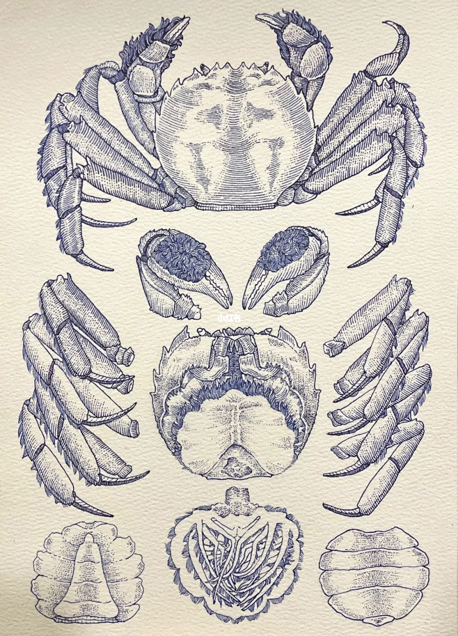 钢笔画/螃蟹图鉴