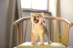 【图】想要旺财就来一条小柴犬 最忠诚的家庭伴侣犬表情包 - 石景山宠物狗 - 北京58同城
