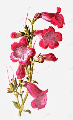 手绘牵牛花装饰 免费下载 页面网页 平面电商 创意素材