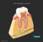 牙齿牙髓切面器官内部组织器官插画人物插画素材下载-优图网-UPPSD