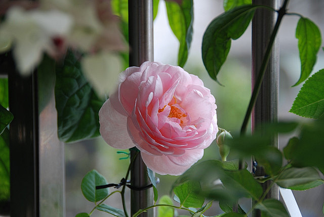 #微距# #鲜花# #玫瑰#