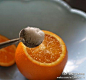 盐蒸橙子：很灵的止咳偏方】1、洗净橙子，可在盐水中浸泡一会儿； 2、将橙子割去顶，就象橙盅那样； 3、将少许盐均匀撒在橙肉上，用筷子戳几下，便于盐份渗入；4、装在碗中，上锅蒸，水开后再蒸10分钟左右； 5、取出后去皮，果肉连同蒸出来的水一起吃 。