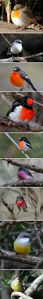 【Robin】都是出镜率很高的肥啾,从上到下:European Robin(知更鸟)\White-breasted Robin(白胸鸲鹟)\Flame Robin(火红鸲鹟)\Red-capped Robin(红头鸲鹟)\Scarlet Robin(绯红鸲鹟)\pink robin(粉红鸲鹟)\rose robin(瑰色鸲鹟)\Yellow Robin(黄鸲鹟)\Pale-yellow Robin(淡黄歌鸲鹟).