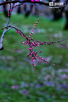 墨迹时景么么哒采集到花