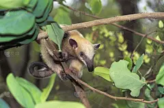 南方食蚁兽四趾tamandua，成年站在树上