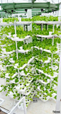 A company called Valcent has a 100-square-metre working prototype vertically stacked hydroponic trays that move on rails, to ensure that all plants get an even amount of sunlight. The system installed at Paignton Zoo in Devon, produces rapid-cycle leaf ve