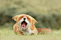 Red Fox Photograph - Funny Fox by Roeselien Raimond