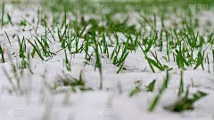 在春天的一股强冷空气中，新鲜的绿色春草被雪覆盖着