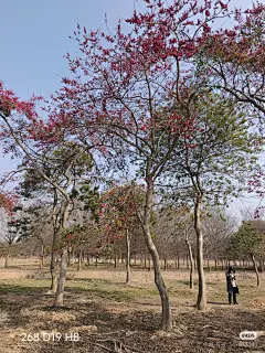 杂木紫薇林-花瓣网