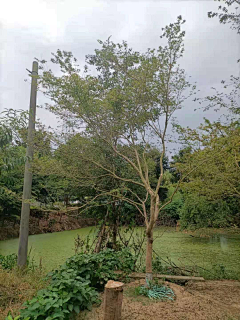 西瓜瓜123采集到植物选型