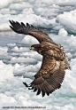 White-tailed Sea Eagle