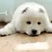 *DiDi*