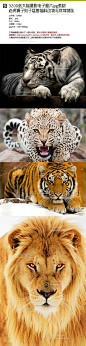 3200张大猫摄影电子图片jpg素材老虎狮子豹子猛兽猫科动物哺乳-淘宝网