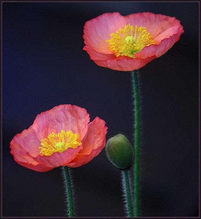Flowering beauty / ~...