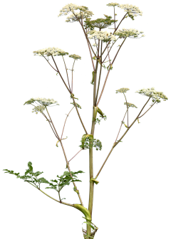 LZ-彬采集到Z-动植物  食物  蔬菜