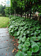 大吴风草 Farfugium japonicum (L. f.) Kitam. 中国植物图像库