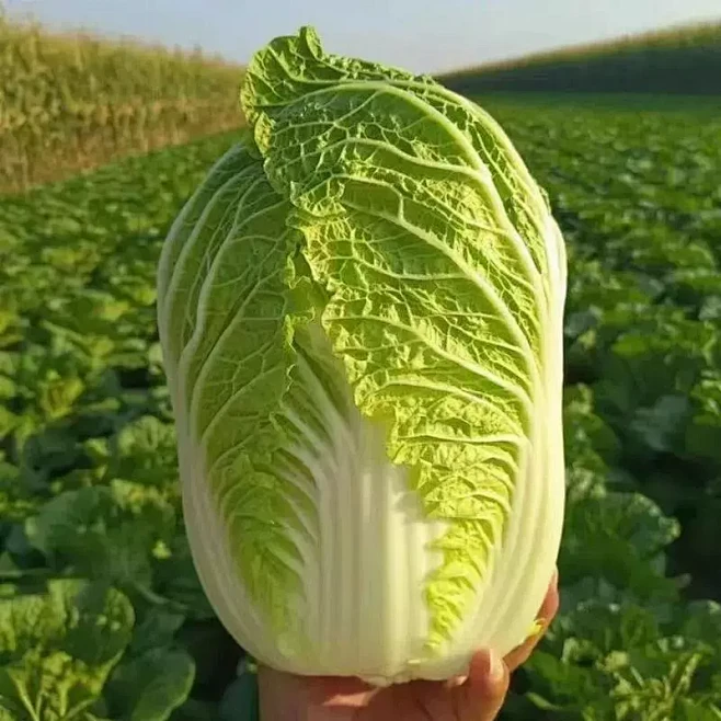 正宗陕西大白菜黄心白菜农家时令蔬菜新鲜现...