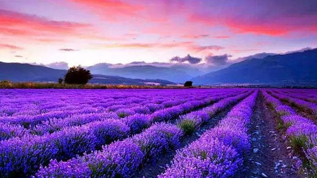 有一种浪漫叫“紫色”，太美了！