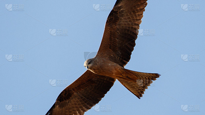 黑鸢(Milvus migrans)在内地高速公路上空飞行