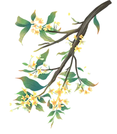 桂花树秋天桂花植物